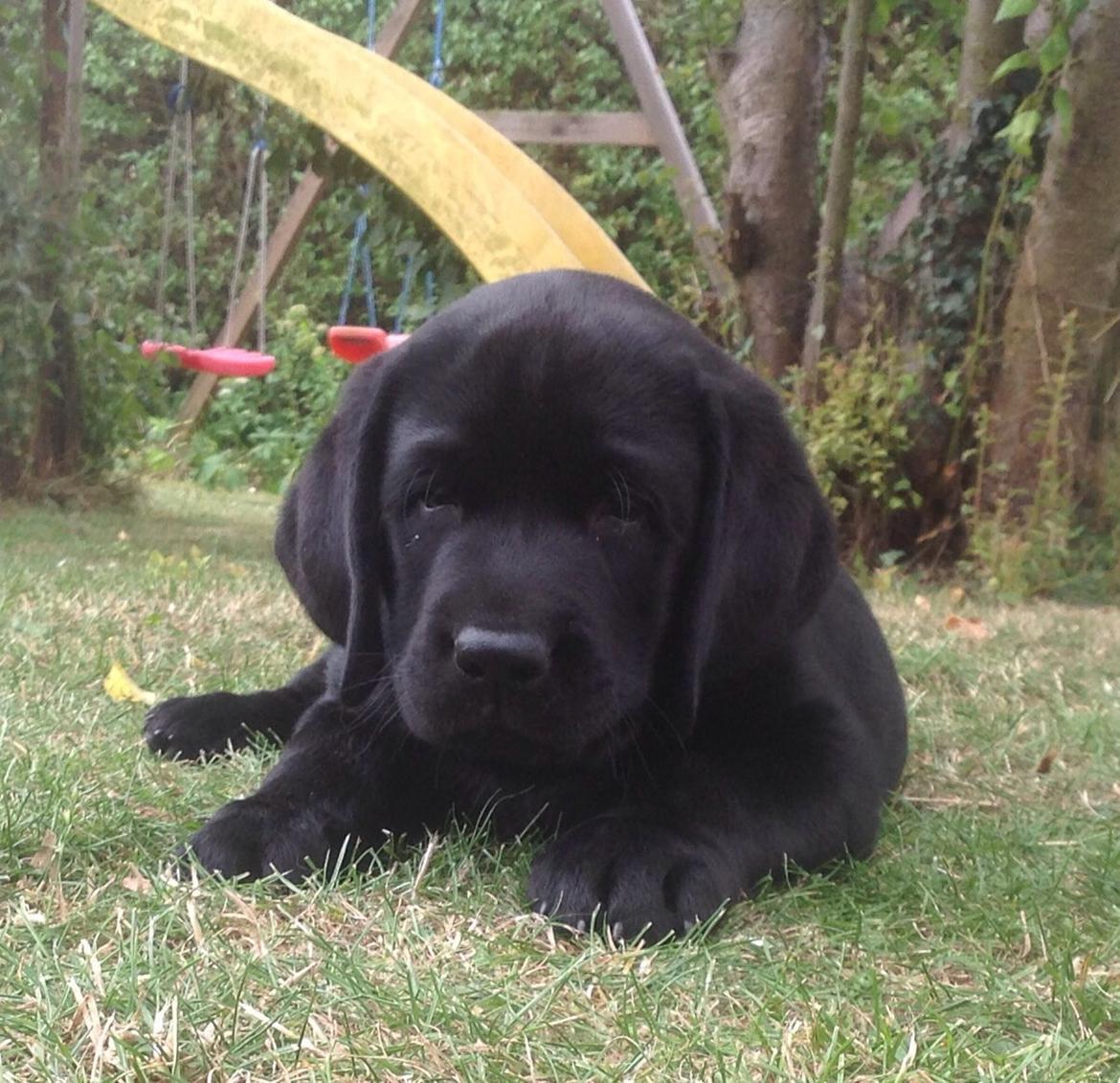 Labrador retriever Frodo (min skat) billede 26