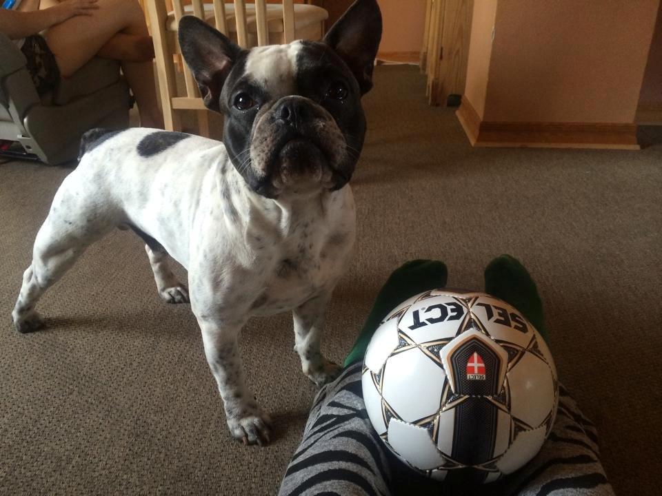 Fransk bulldog Hannibal billede 2