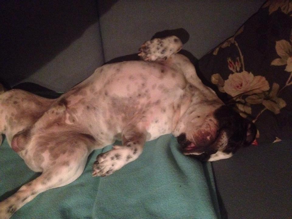 Fransk bulldog Hannibal billede 24