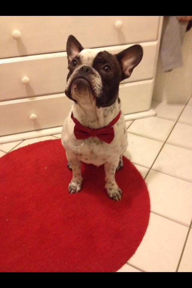 Fransk bulldog Hannibal billede 25