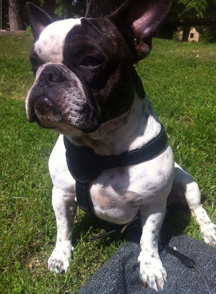 Fransk bulldog Hannibal billede 10