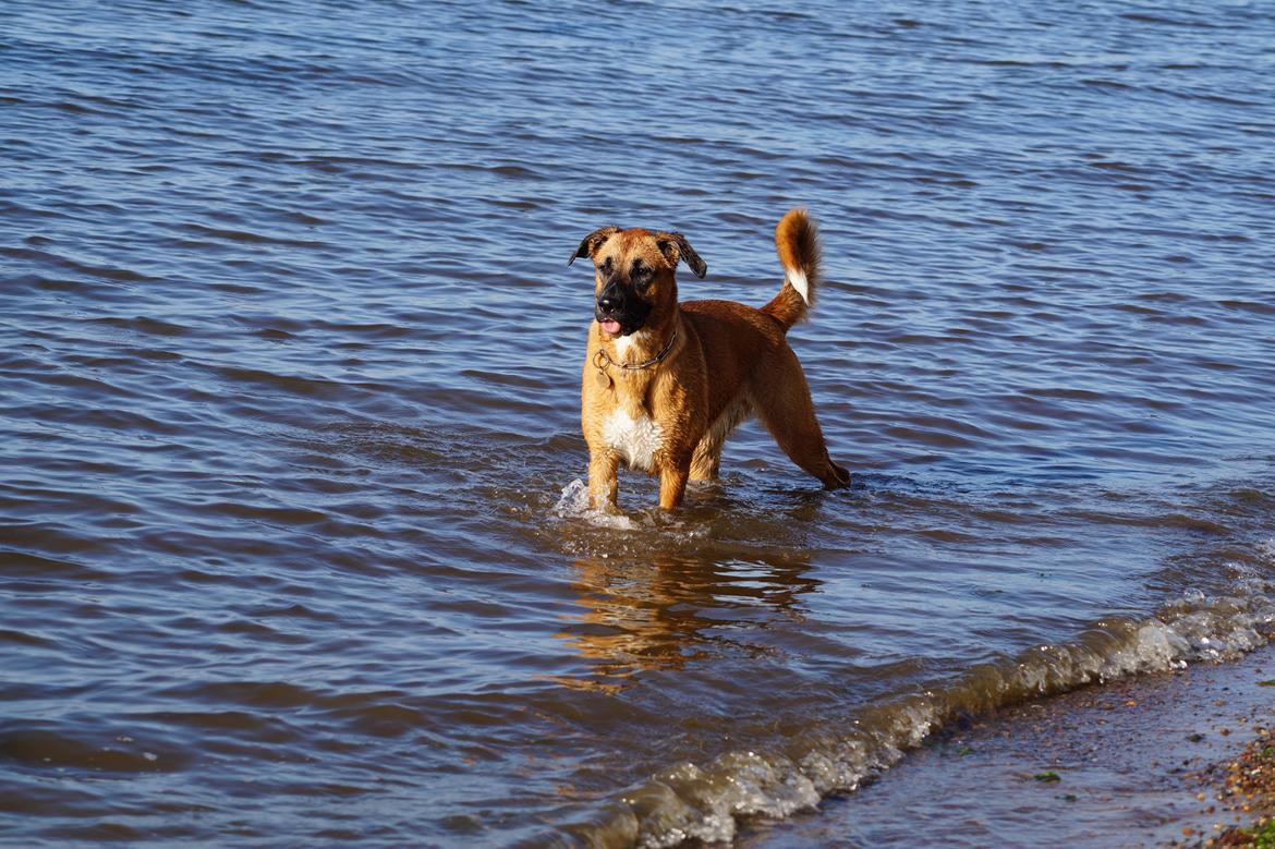 Blanding af racer Bertha billede 27