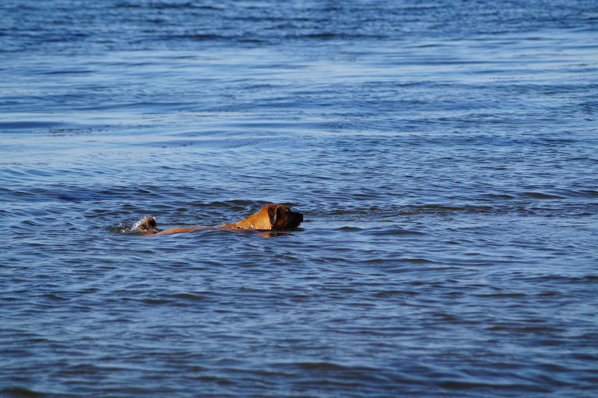 Blanding af racer Bertha - Bertha elsker at svømme :D billede 21