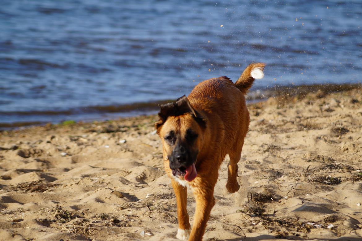 Blanding af racer Bertha - Bertha fanget i et lidt mindre elegant moment ;) billede 12