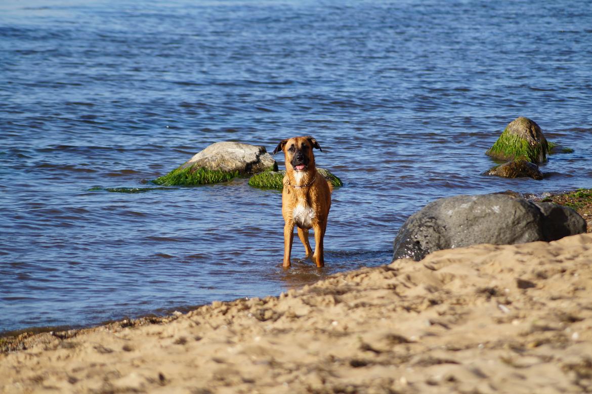 Blanding af racer Bertha billede 35
