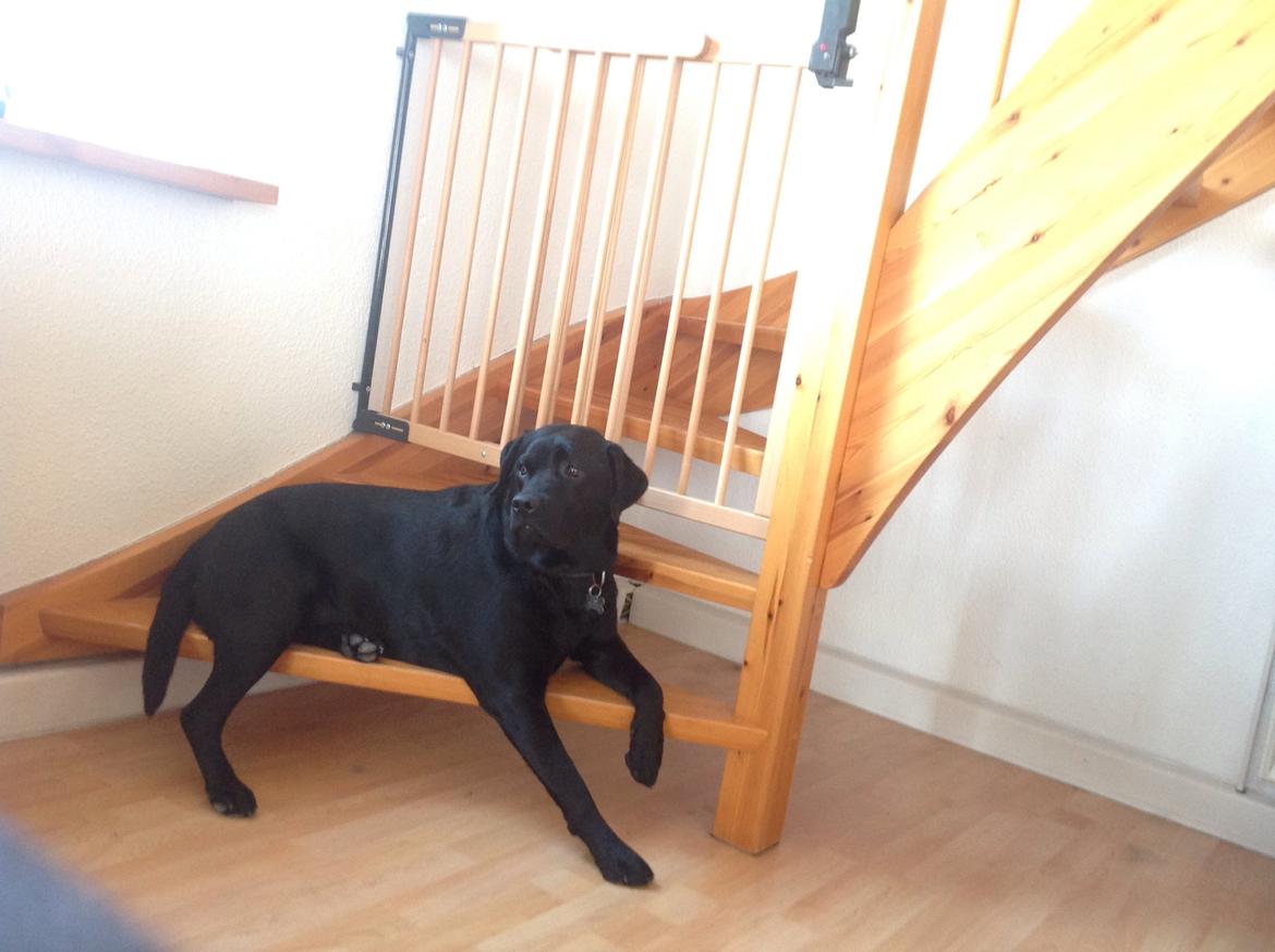 Labrador retriever Elvis billede 8