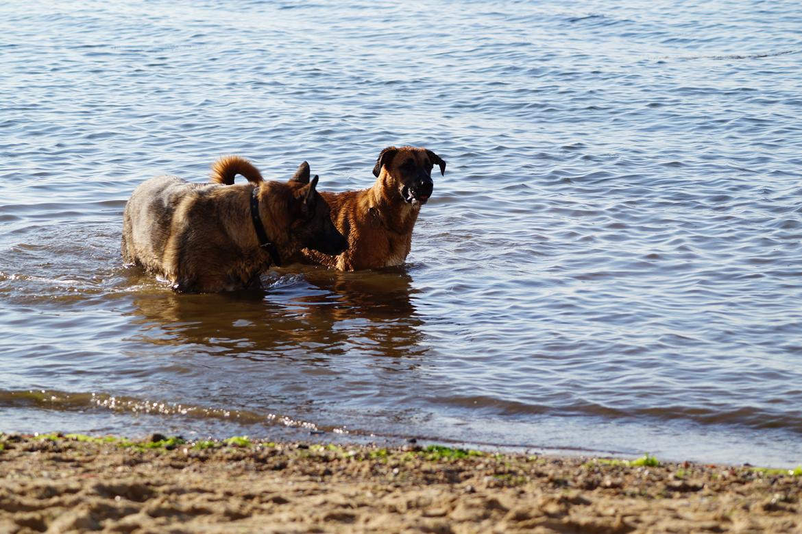 Blanding af racer Bertha - Bertha og hendes bedste ven, Porsche billede 23