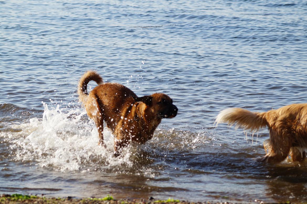 Blanding af racer Bertha - Jubiiiii!!! billede 19