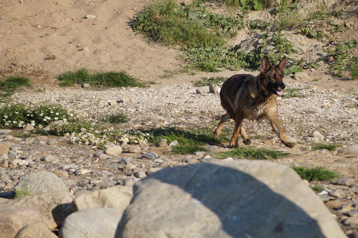 Schæferhund Kweo's Porsche billede 22