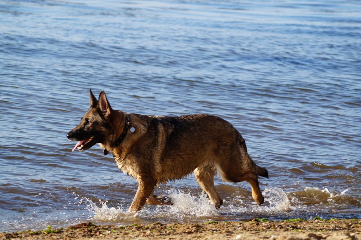 Schæferhund Kweo's Porsche billede 10