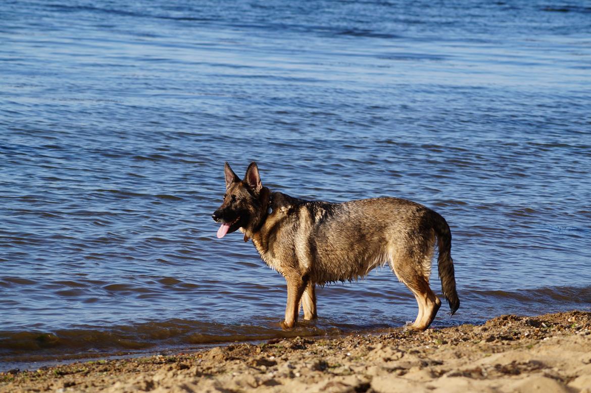 Schæferhund Kweo's Porsche billede 32