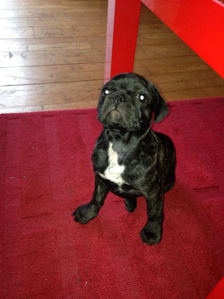 Blanding af racer Møffe billede 6