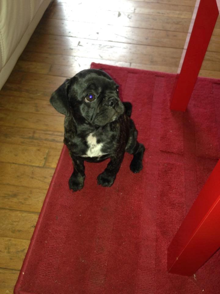 Blanding af racer Møffe billede 7