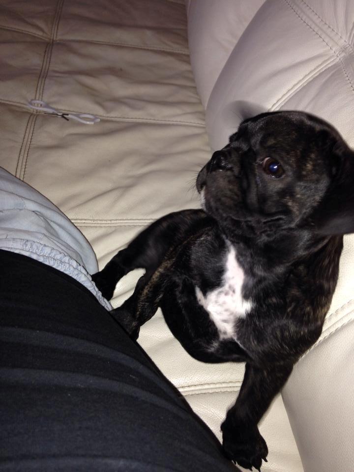 Blanding af racer Møffe billede 8