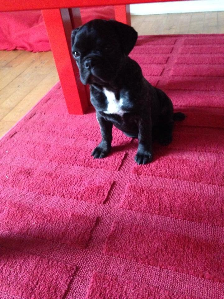 Blanding af racer Møffe billede 9