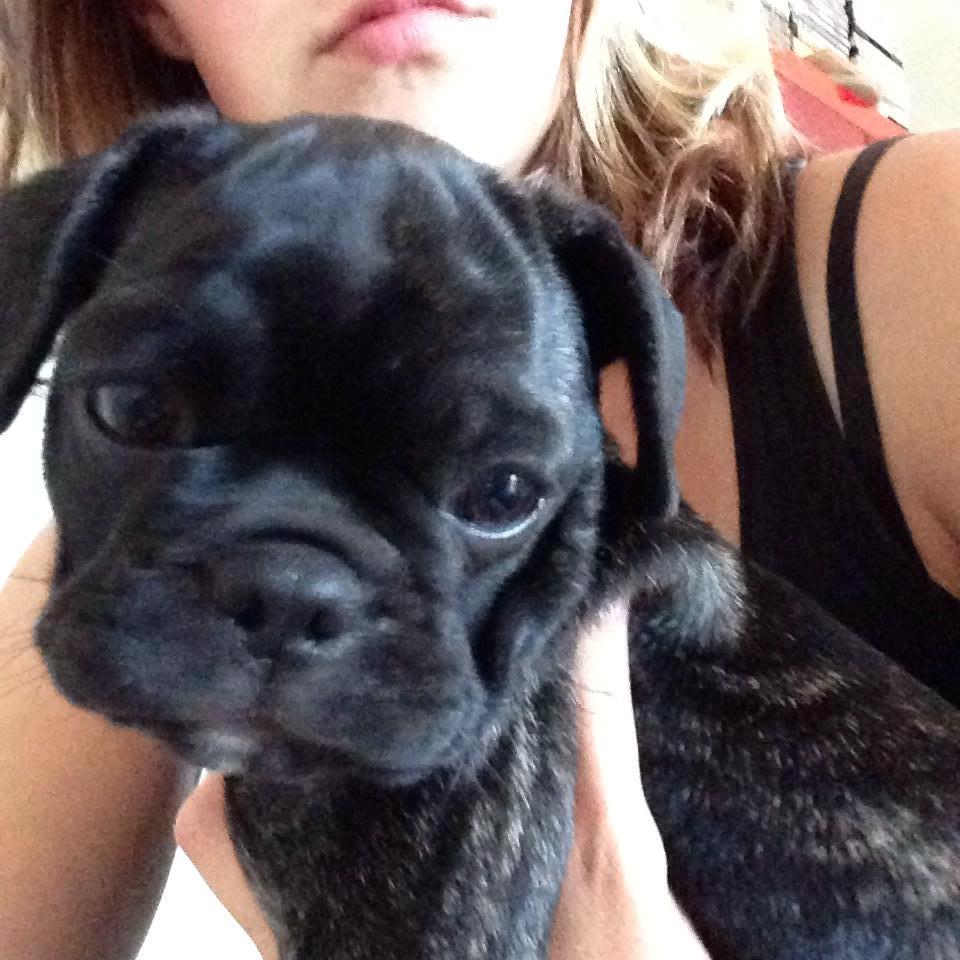 Blanding af racer Møffe billede 10