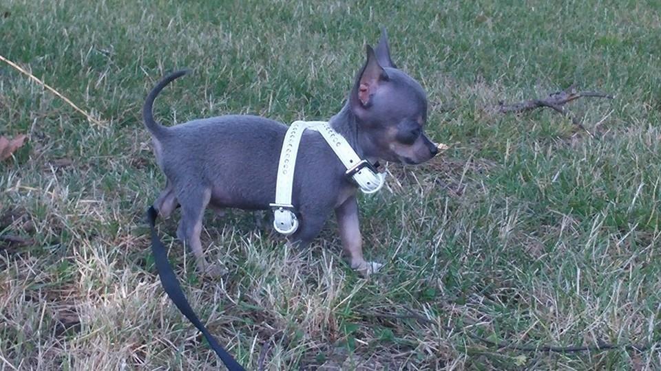 Chihuahua Aston - Går så fint med sele på for første gang og snor. Snoren skal vi lige blive bedre venner med, men det går frem af :-) billede 3