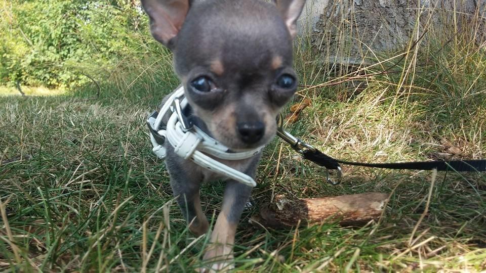 Chihuahua Aston billede 2