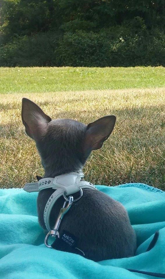 Chihuahua Aston billede 4