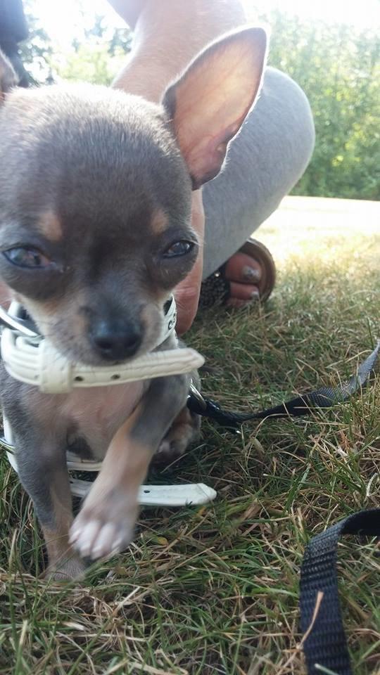 Chihuahua Aston billede 5