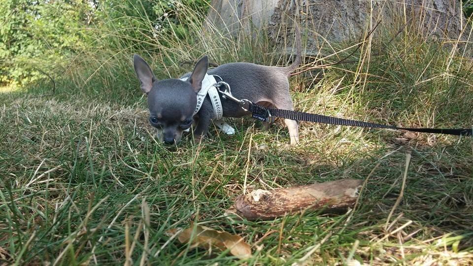 Chihuahua Aston billede 6