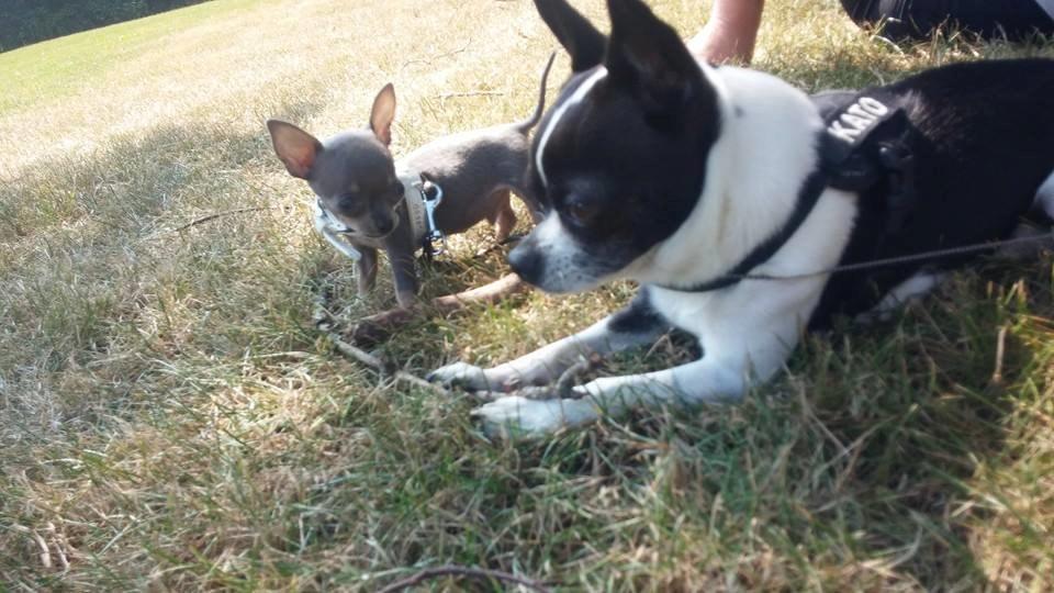 Chihuahua Aston - Aston med min mors chi, Kato. Han er fra samme mor og familie som Aston. De skal nok blive bedste venner. Aston følger Kato hvor han går og ser rigtig meget op til ham.  billede 7