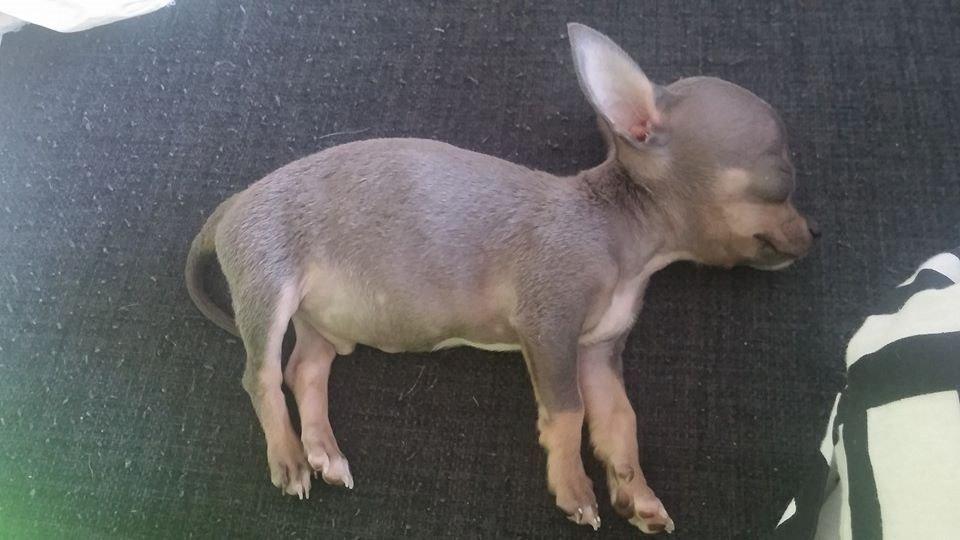 Chihuahua Aston billede 8