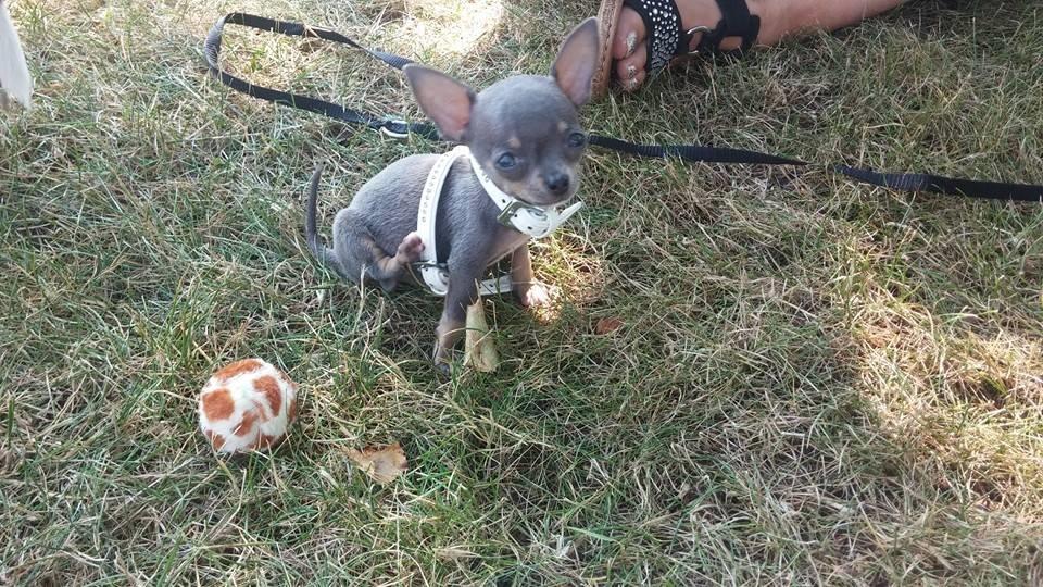 Chihuahua Aston billede 9