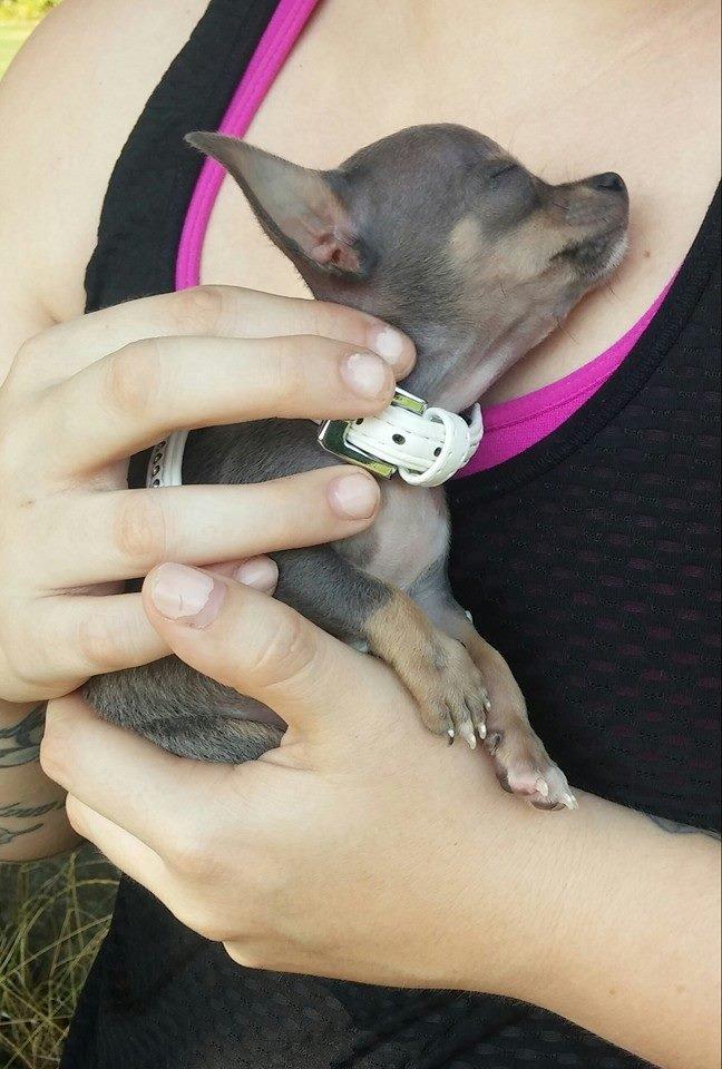 Chihuahua Aston - Efter en tur ned på den store græsplæne er batteriet løbet tør for strøm. Han kunne simpelthen ikke mere. :-) Han faldt i søvn i mine arme på tilbagevejen. billede 10