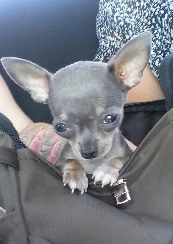 Chihuahua Aston billede 11