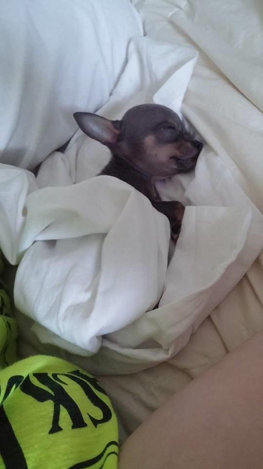 Chihuahua Aston - Puttetrolden over dem alle. Han ville ikke falde til ro, så jeg lagde dynen over ham (lagenet) og han faldt til ro med det samme :-) billede 12