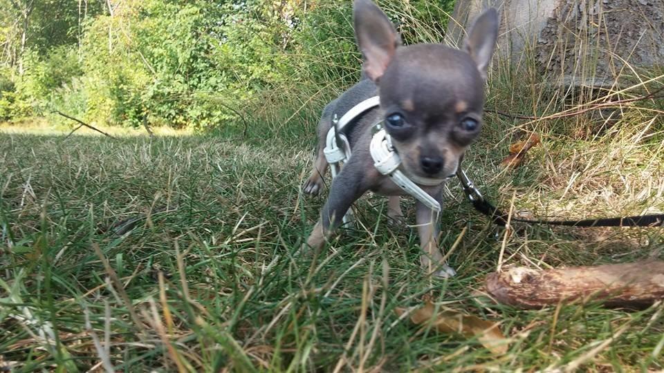 Chihuahua Aston billede 13