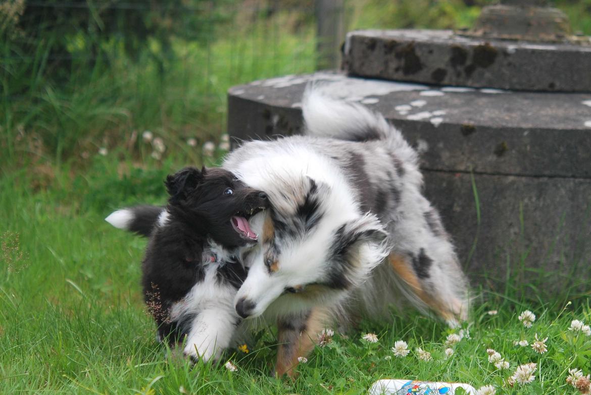 Shetland sheepdog Svala billede 3