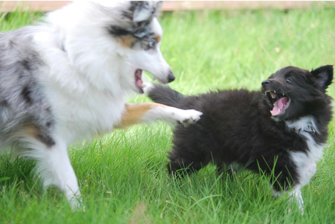 Shetland sheepdog Svala billede 4