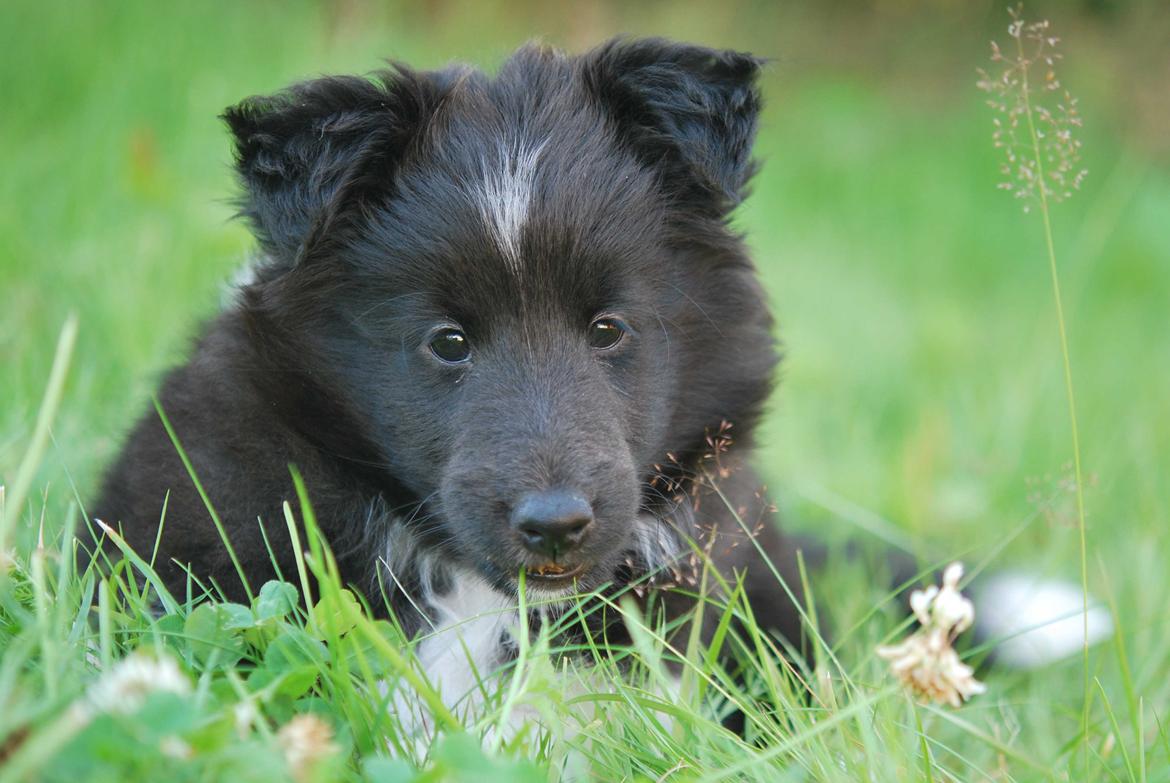 Shetland sheepdog Svala billede 5