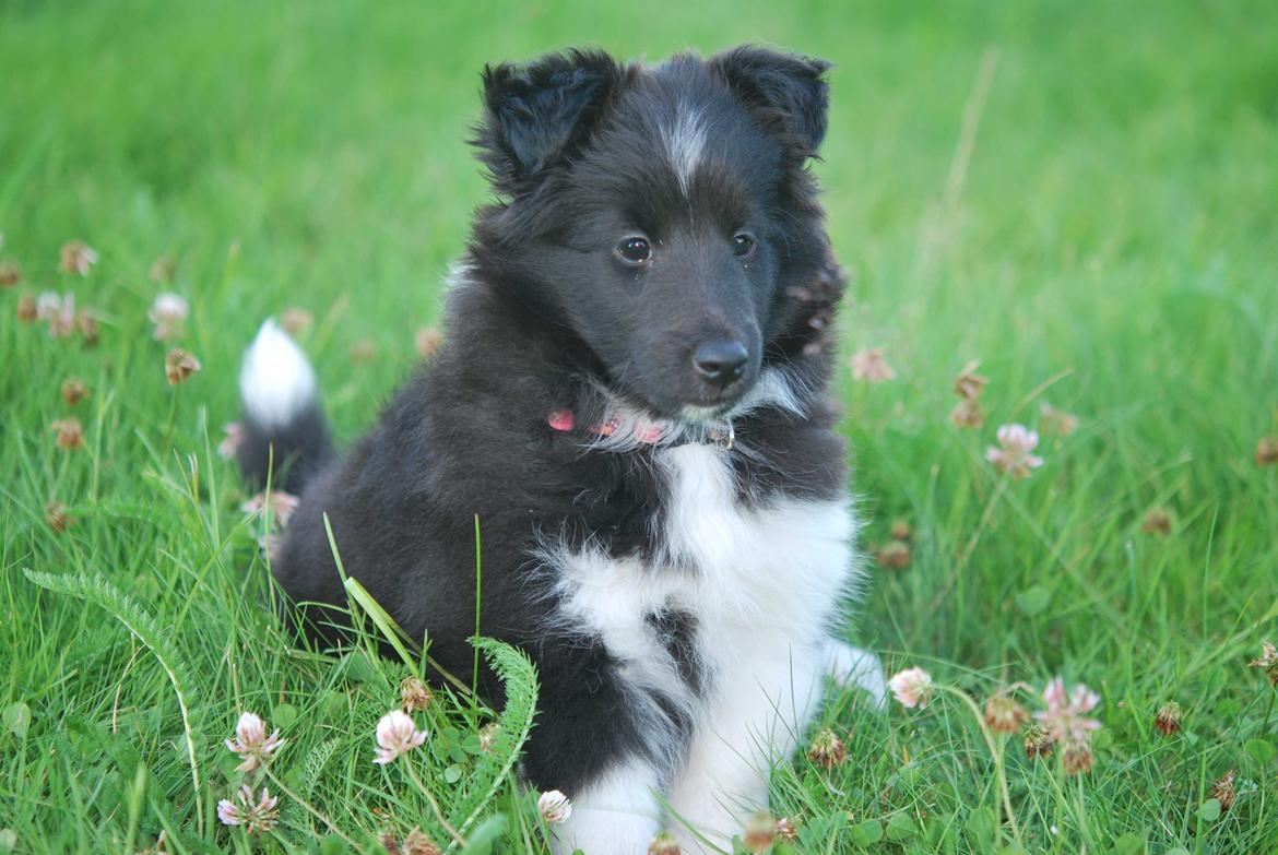 Shetland sheepdog Svala billede 2
