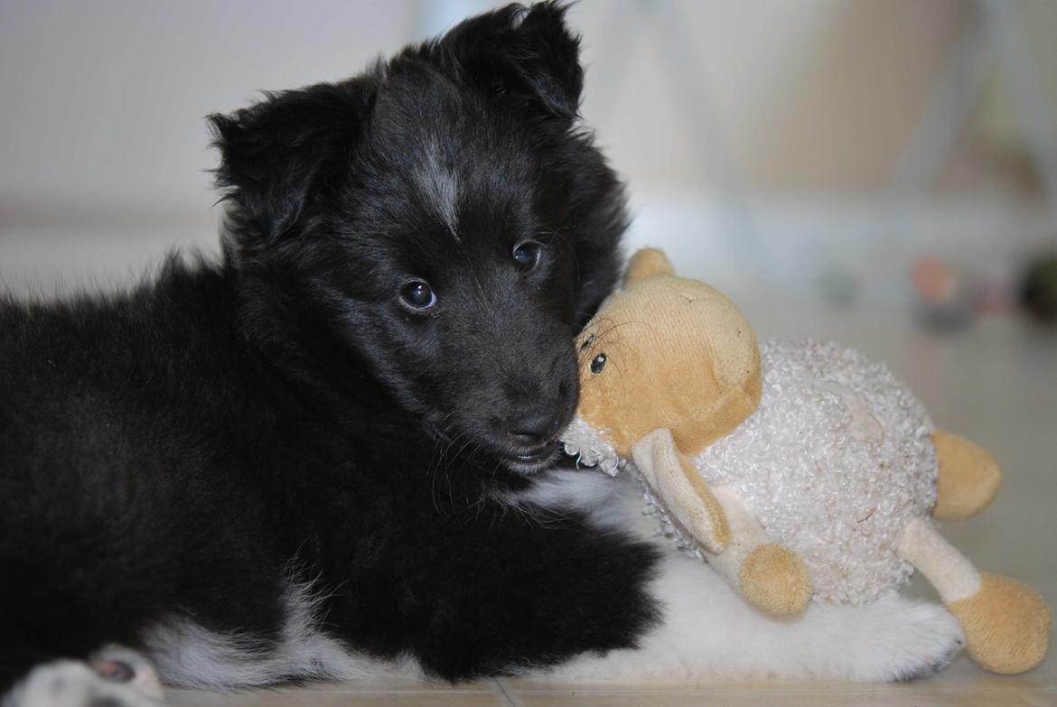 Shetland sheepdog Svala billede 9