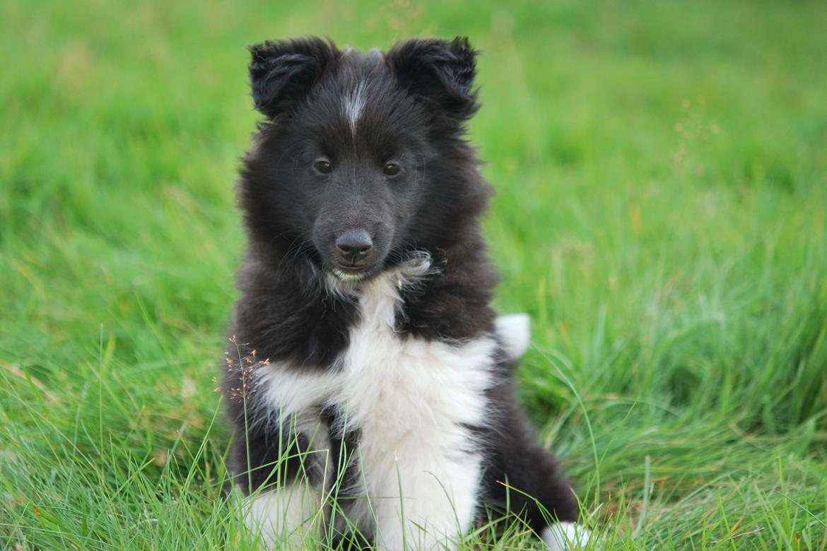Shetland sheepdog Svala billede 7