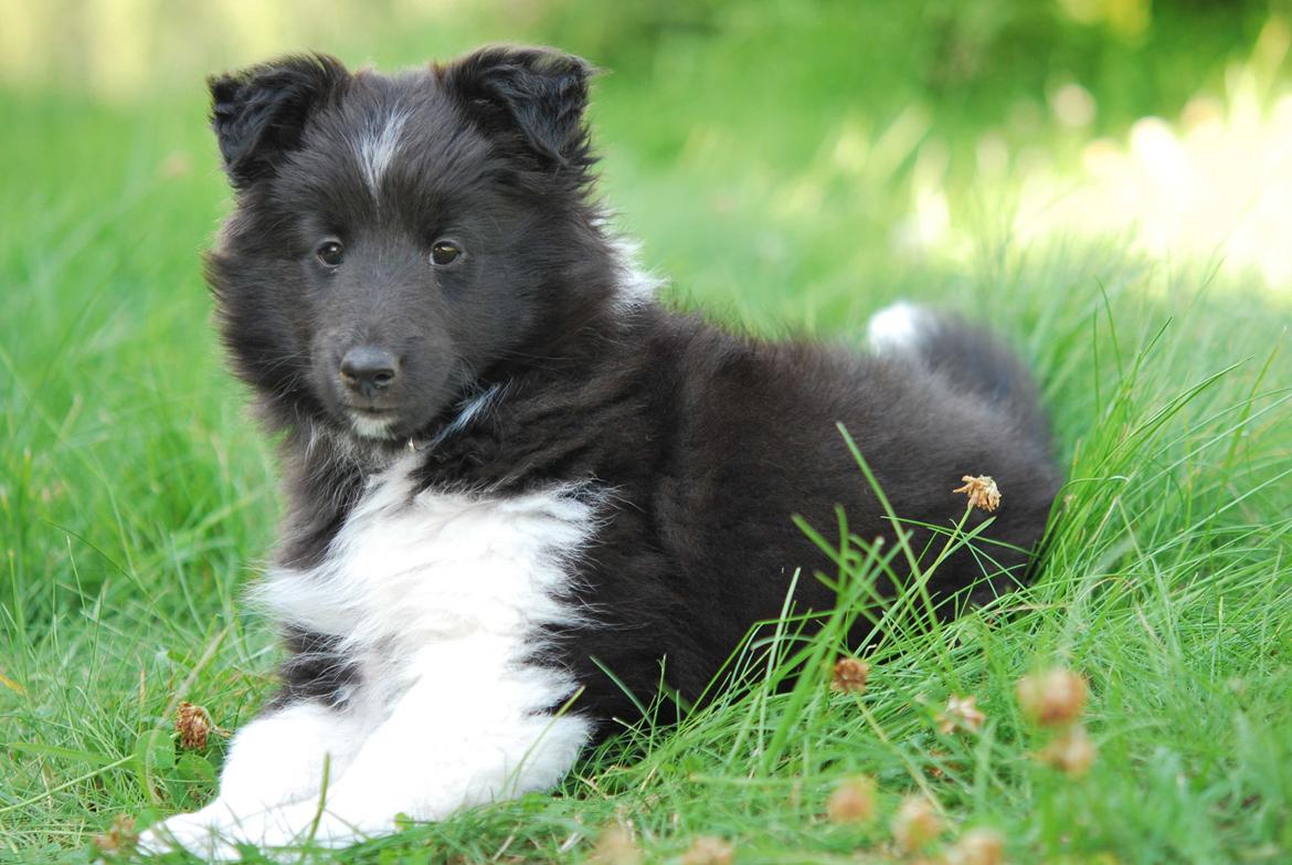 Shetland sheepdog Svala billede 6