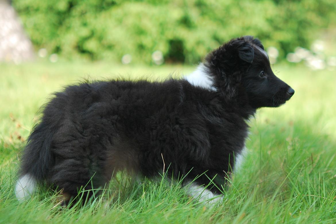 Shetland sheepdog Svala billede 8