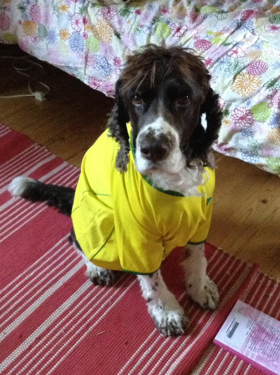 Engelsk springer spaniel Jonson billede 22