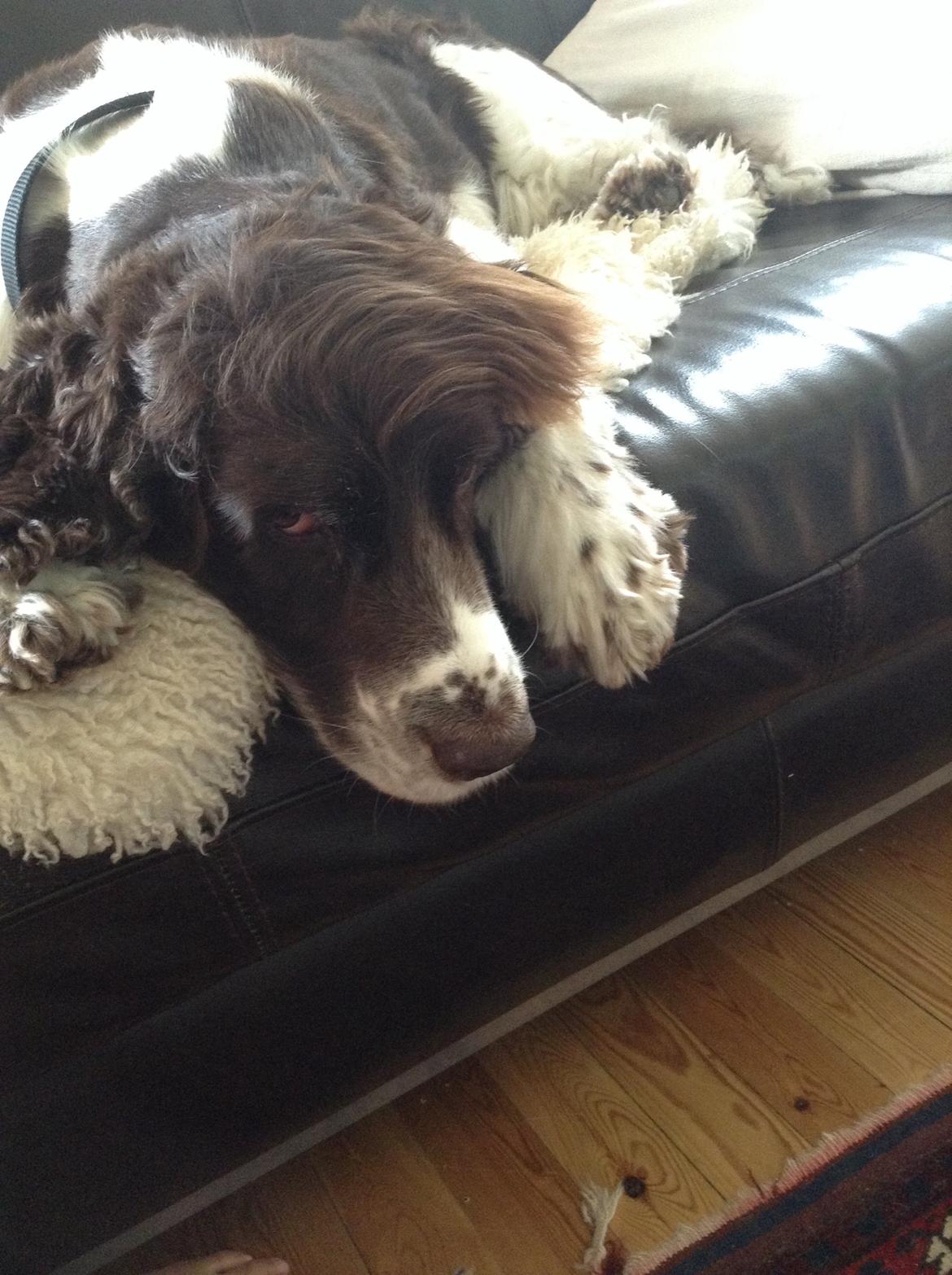 Engelsk springer spaniel Jonson billede 23