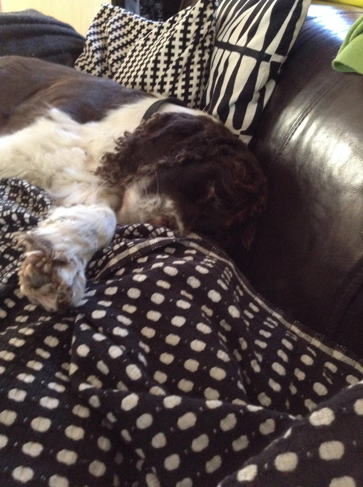 Engelsk springer spaniel Jonson billede 24