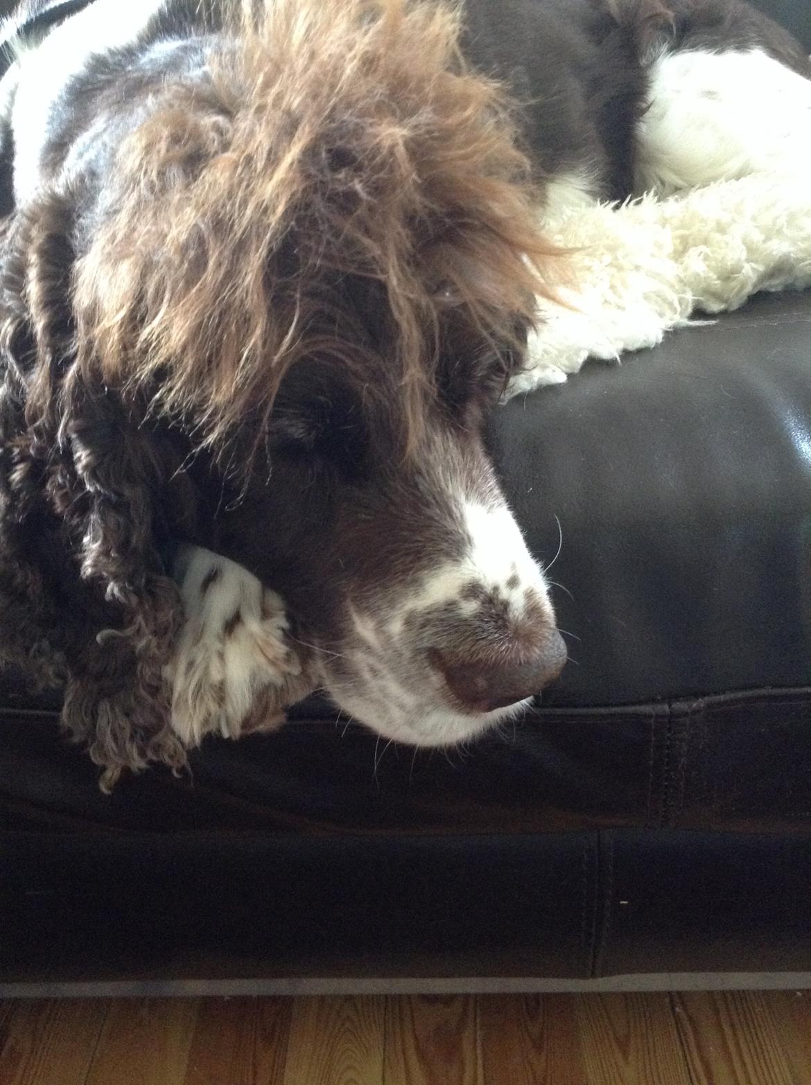 Engelsk springer spaniel Jonson billede 25