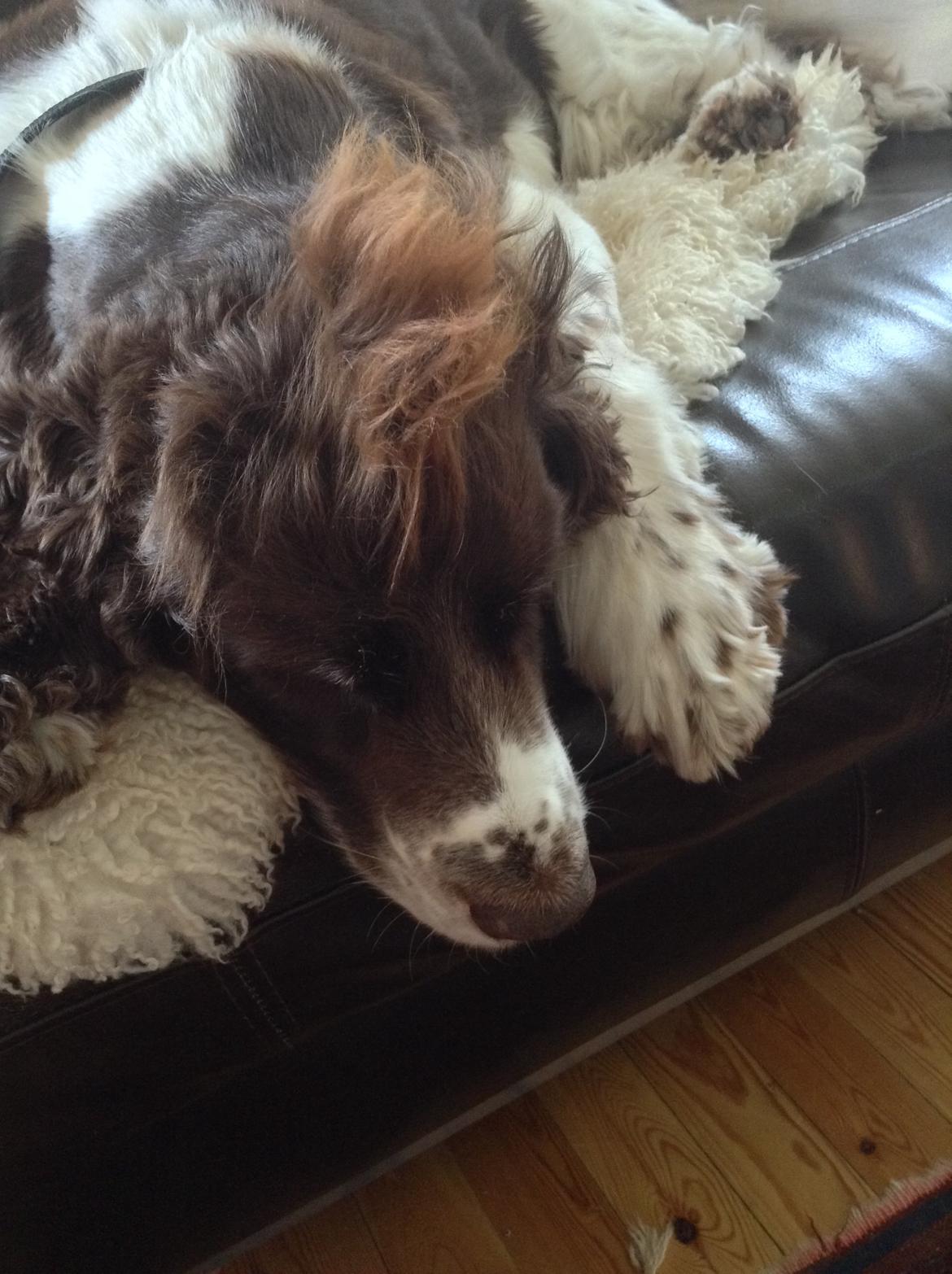 Engelsk springer spaniel Jonson billede 26