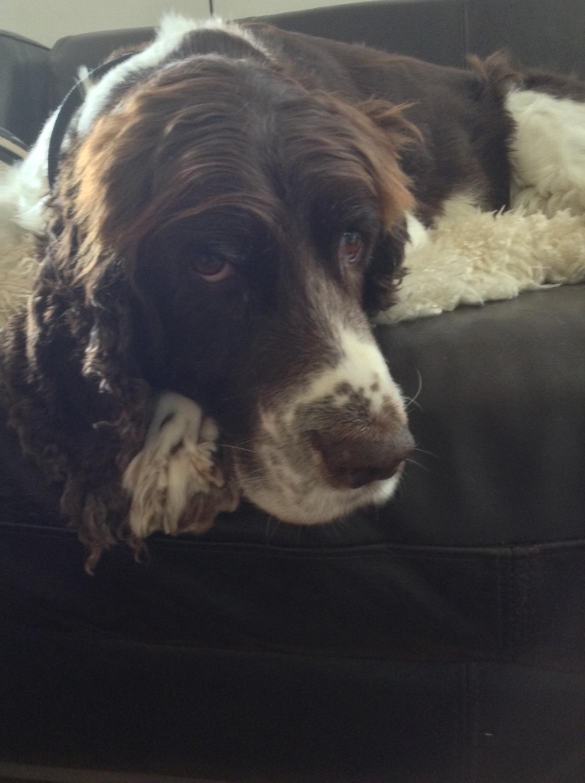 Engelsk springer spaniel Jonson billede 27