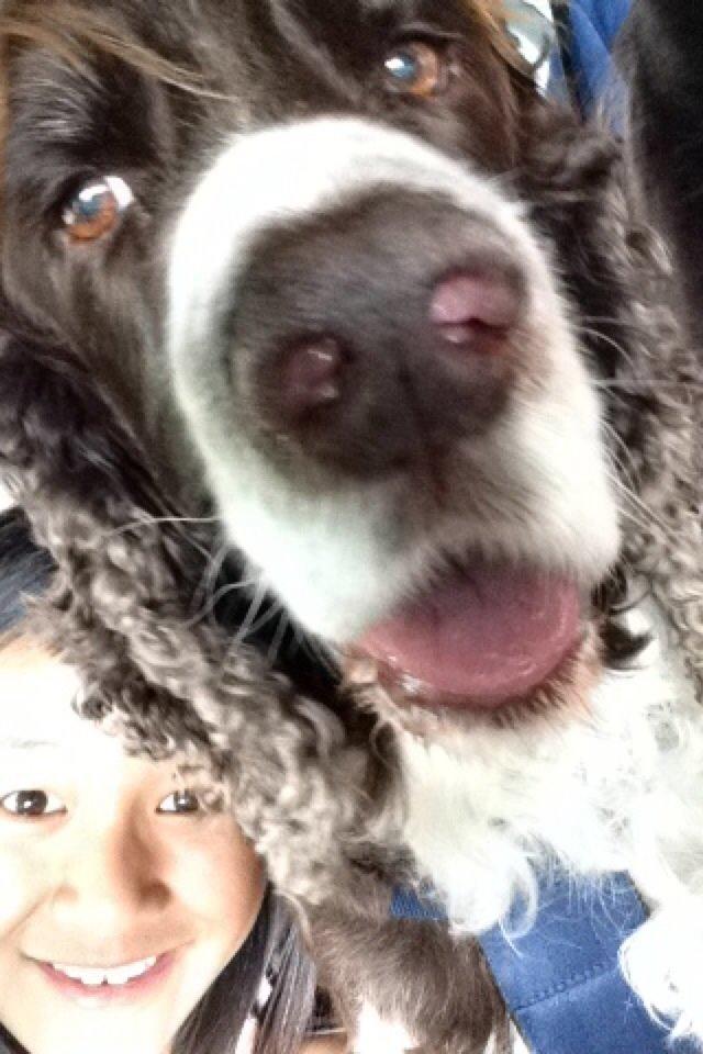 Engelsk springer spaniel Jonson billede 28