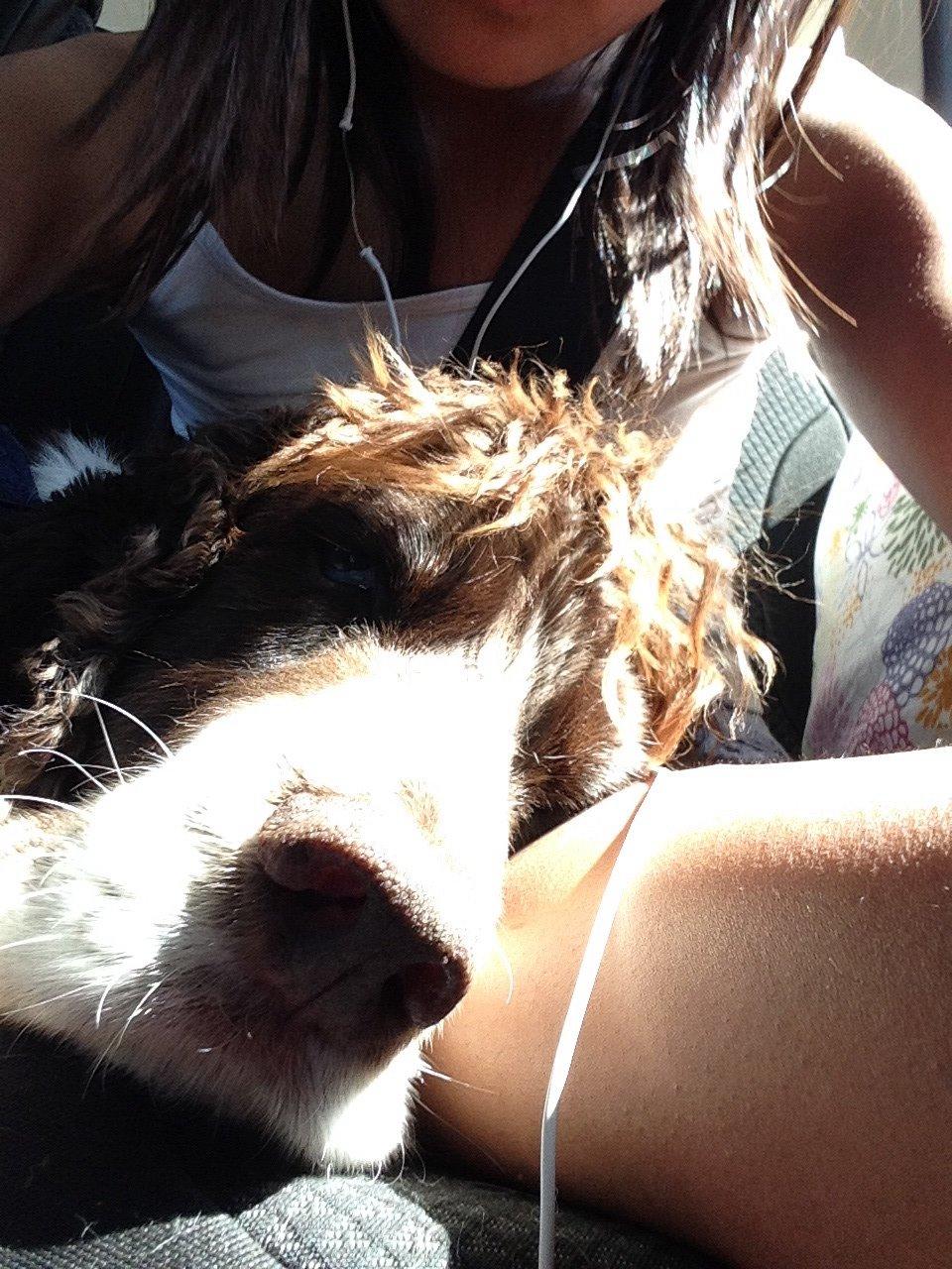 Engelsk springer spaniel Jonson billede 29