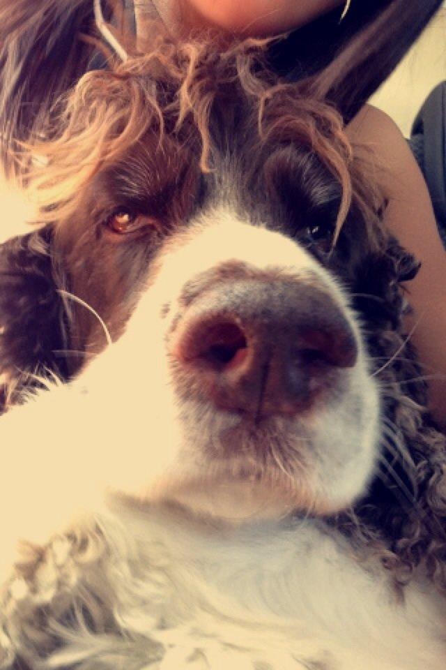 Engelsk springer spaniel Jonson billede 30