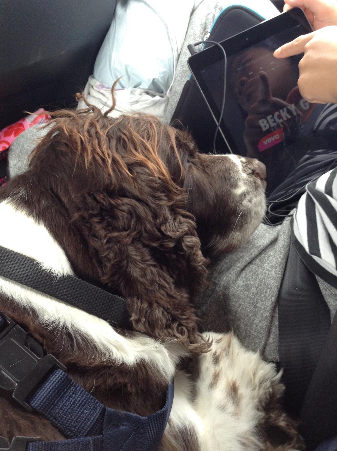 Engelsk springer spaniel Jonson billede 31